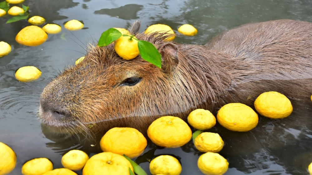 a capybara resting in water, with a lemon on its head